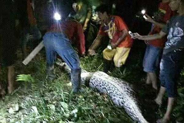 Clip: Trăn khổng lồ treo lủng lẳng trên khung cửa sổ nhà dân-1