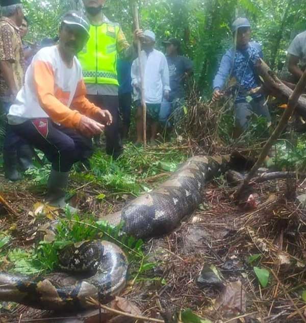 Tìm thấy thi thể người đàn ông mất tích khi mổ bụng trăn khổng lồ-2