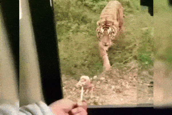 Clip: Hổ dữ liều lĩnh lao ra vồ chó hoang trước mặt du khách-1