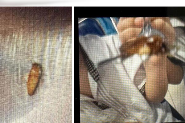 Trích xuất camera xác minh suất ăn trưa nghi có gián ở Trường Tiểu học - THCS Newton-5