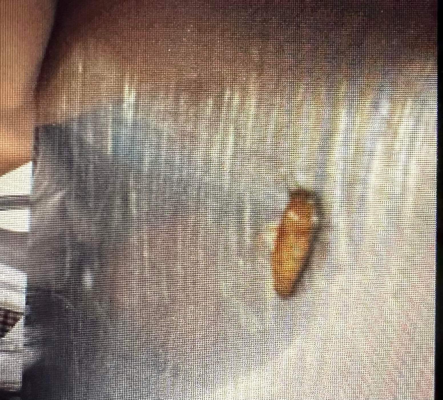 Trích xuất camera xác minh suất ăn trưa nghi có gián ở Trường Tiểu học - THCS Newton-4