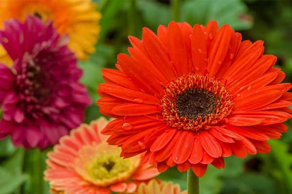 Đây là 2 mùa trong năm Giáp Thìn 2024 được cha mẹ lựa chọn sinh con, IQ trẻ vượt trội, may mắn cho gia đình-2