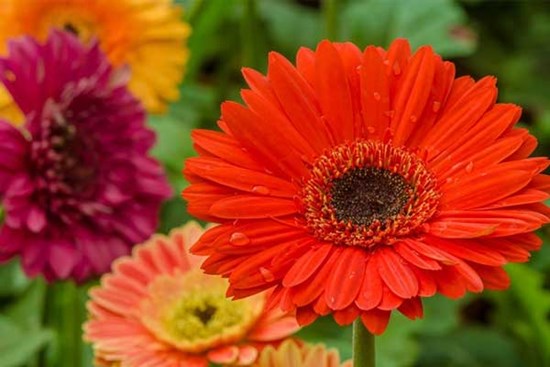 Càng áp lực càng tỏa sáng: 3 con giáp phất lên như diều gặp gió chốn công sở vào cuối tháng 8