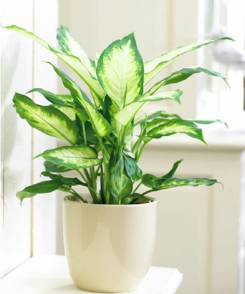 Người giàu thích đặt 5 cây này trước cửa, để phú quý không ngừng chảy vào nhà-1