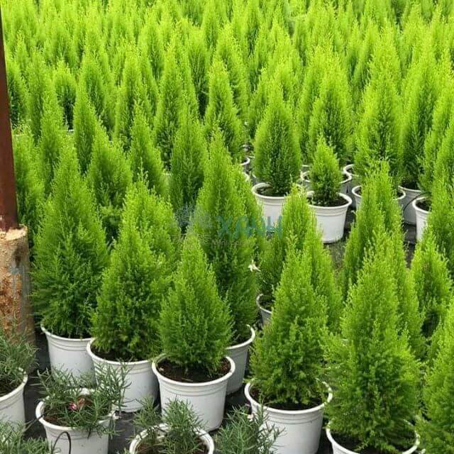 Người giàu thích đặt 5 cây này trước cửa, để phú quý không ngừng chảy vào nhà-3