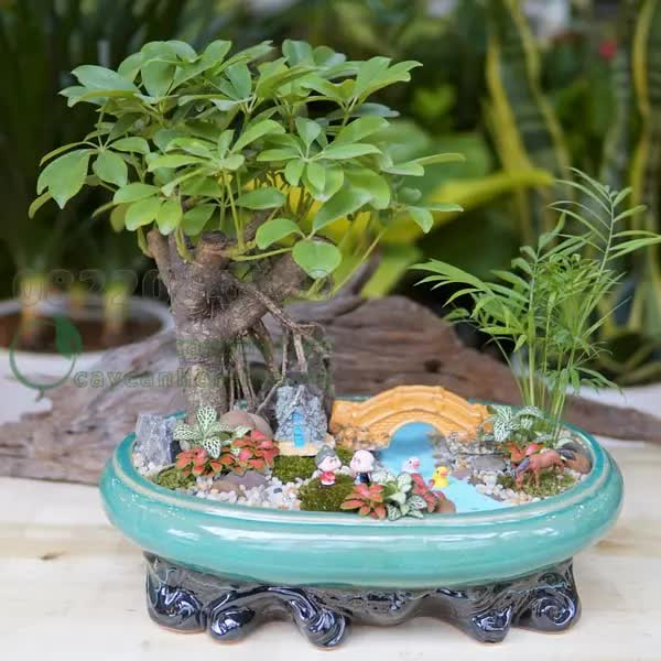 Người giàu thích đặt 5 cây này trước cửa, để phú quý không ngừng chảy vào nhà-5