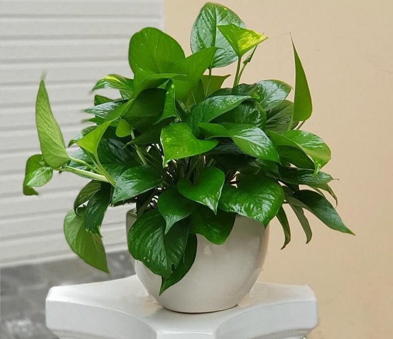 Nhà ẩm thấp và có mùi? Trồng 3 cây này vừa đẹp vừa khử mùi diệt khuẩn, đặc biệt rất dễ chăm-3