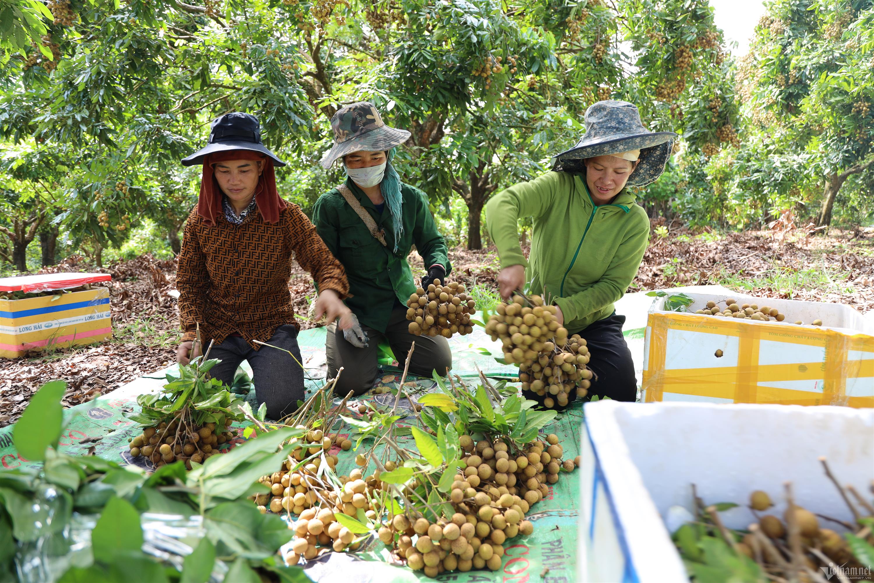 Rẻ hiếm thấy, nhãn được mùa giá rớt thảm-2