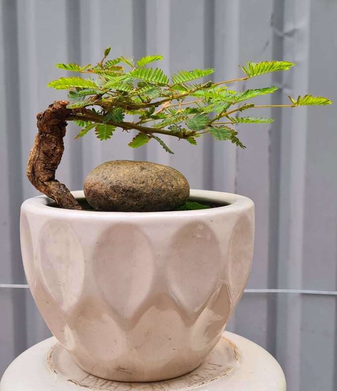 Loại cây mọc dại xưa toàn cuốc bỏ đi, giờ cho vào chậu uốn cành bonsai, chăm 2 tháng bán 500.000 đồng/cây-3