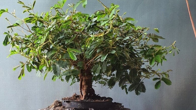 Loại cây mọc dại xưa toàn cuốc bỏ đi, giờ cho vào chậu uốn cành bonsai, chăm 2 tháng bán 500.000 đồng/cây-4