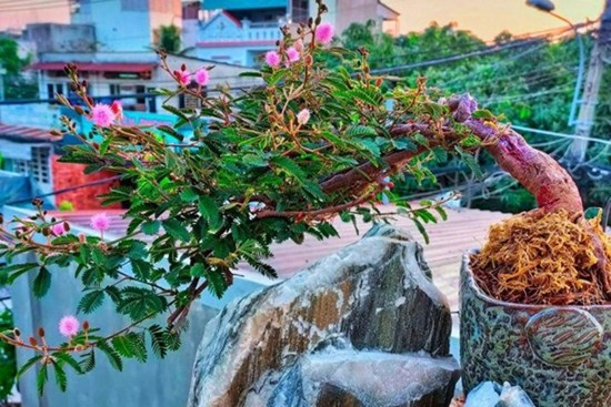 Loại cây mọc dại xưa toàn cuốc bỏ đi, giờ cho vào chậu uốn cành bonsai, chăm 2 tháng bán 500.000 đồng/cây