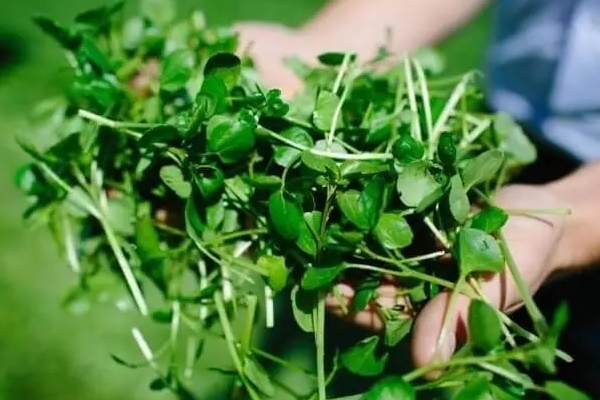 Đây là loại rau tốt nhất cho sức khỏe” nhưng khi ăn cần lưu ý một điều để tránh nhiễm giun sán-7