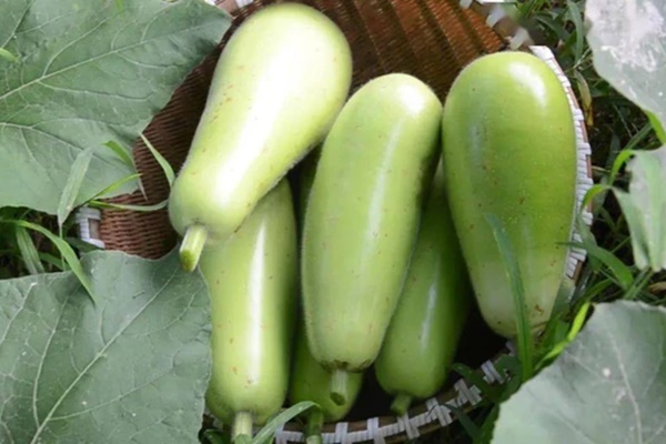 4 thực phẩm có vị đắng là chất kịch độc, tuyệt đối không nên ăn-3