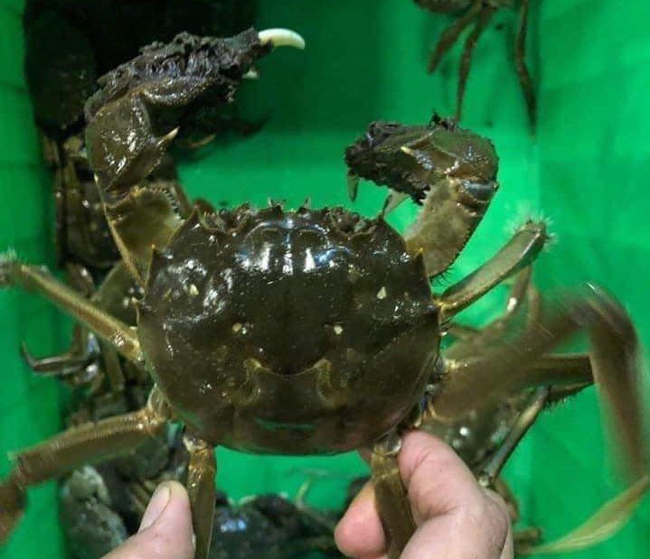 Loại cua siêu gạch” chỉ có ở Bắc Giang, giá gần triệu đồng/kg vẫn được săn lùng-2