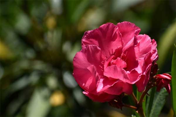 Tử vi ngày 24/8/2023: Tuổi Ngọ tràn đầy năng lượng, tuổi Dậu được tin tưởng-2