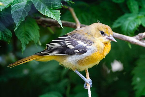 Thất bại tránh xa: Ai sinh tháng Âm lịch này nhạy bén kinh doanh, sự nghiệp ổn định, tài lộc như ý-1