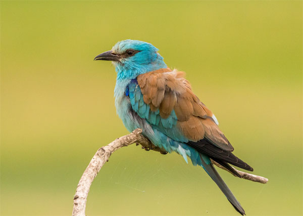 Thất bại tránh xa: Ai sinh tháng Âm lịch này nhạy bén kinh doanh, sự nghiệp ổn định, tài lộc như ý-2