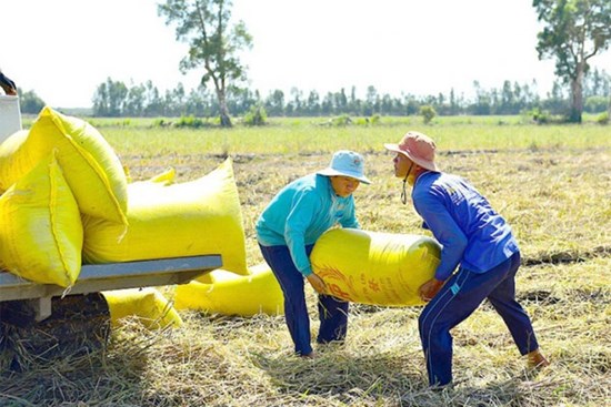 Lật tẩy chiêu đẩy giá lúa, gạo của thương lái