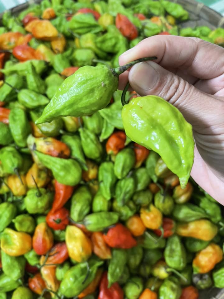 Loại ớt giá 450.000 đồng/kg, cứ vào mùa là hot”, dân buôn liên tục hết hàng-1