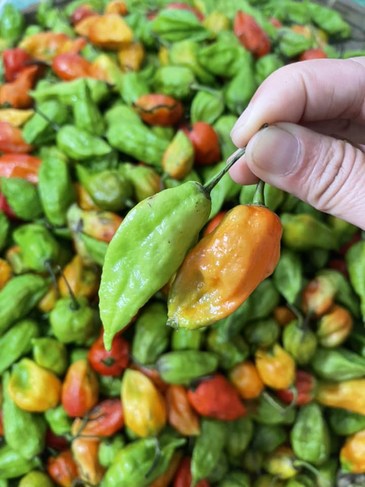 Loại ớt giá 450.000 đồng/kg, cứ vào mùa là hot”, dân buôn liên tục hết hàng-2