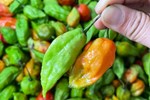 Loại ớt đắt nhất thế giới, giá nửa tỷ đồng/kg được trồng làm cảnh ở Việt Nam-4