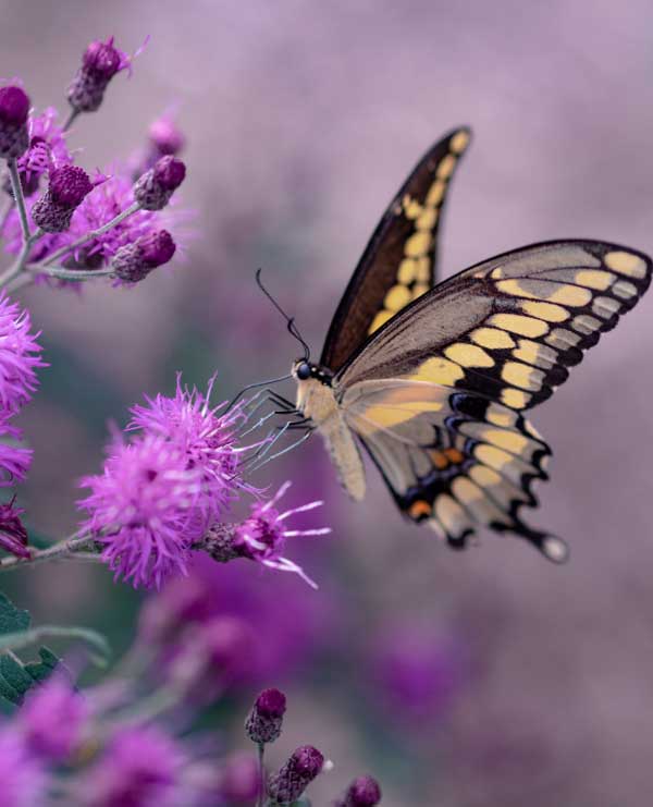 Thảnh thơi đón lộc: 4 con giáp nhàn hạ trong tháng 9, tạm biệt áp lực, tránh xa rắc rối, tiền bạc xông xênh-2