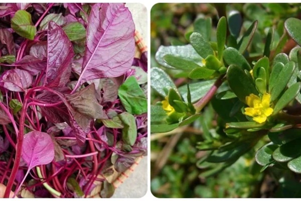 Phát hiện 2 loại rau sống thọ mọc đầy ở Việt Nam nhưng ít người biết-1