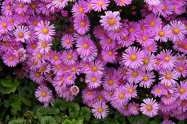 Tử vi ngày 25/8/2023: Tuổi Dần quý nhân chỉ lối, tuổi Tuất nhận nhiều trái ngọt-1