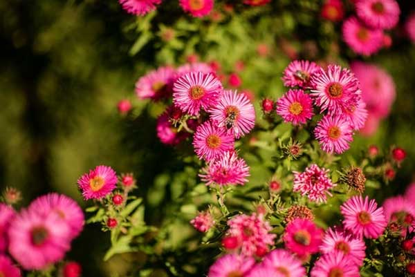 Tử vi ngày 25/8/2023: Tuổi Dần quý nhân chỉ lối, tuổi Tuất nhận nhiều trái ngọt-2