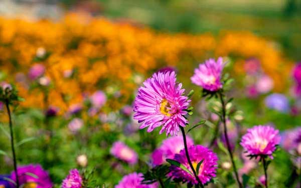 Tử vi ngày 25/8/2023: Tuổi Dần quý nhân chỉ lối, tuổi Tuất nhận nhiều trái ngọt-3