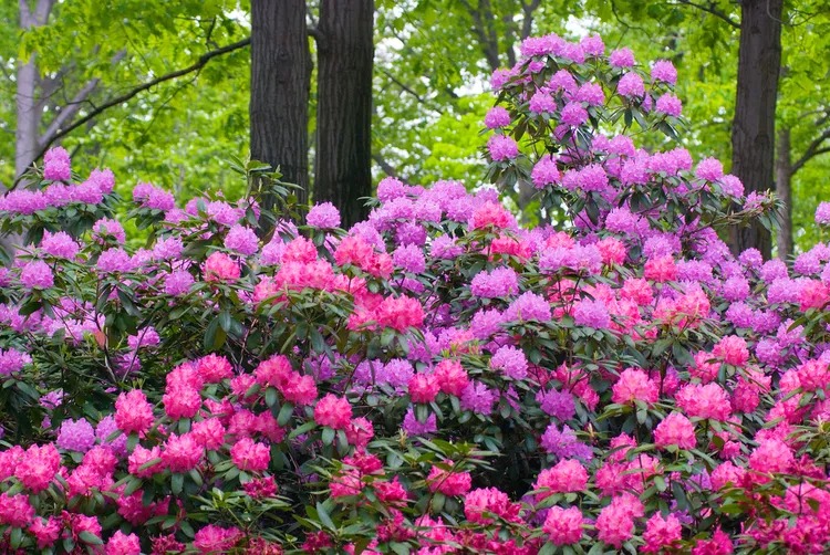 Cây cảnh quý tộc trong vườn, Tây Thi trong hoa, trồng trong nhà mang hồng vận cho gia chủ-9