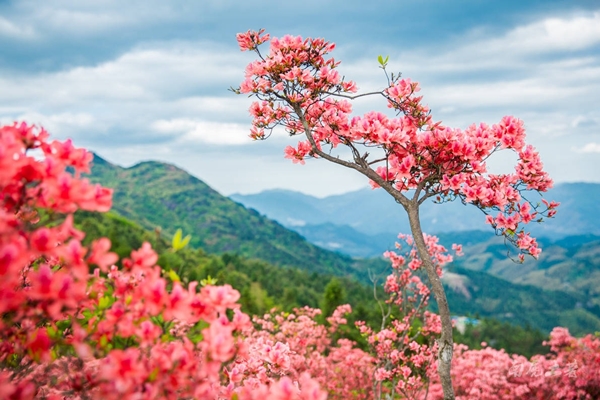 Một loại cây từng được ví là hàng hiệu Hermes” của rừng xanh, hàng vạn người săn đón, đấu giá hơn 260 triệu đồng/cây vẫn cháy hàng-6