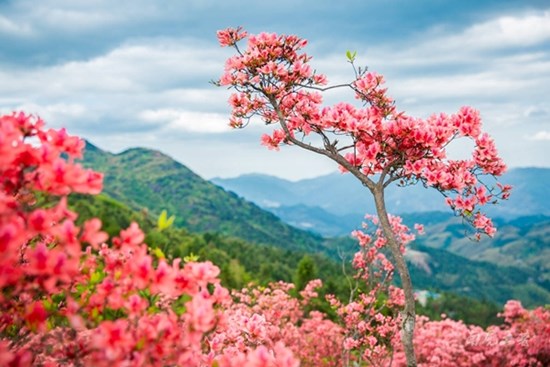 Cây cảnh