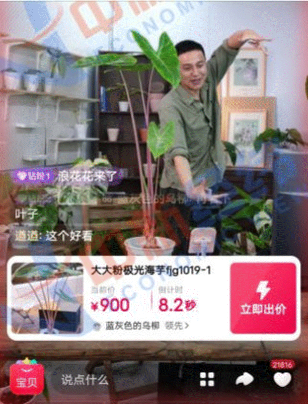 Một loại cây từng được ví là hàng hiệu Hermes” của rừng xanh, hàng vạn người săn đón, đấu giá hơn 260 triệu đồng/cây vẫn cháy hàng-2