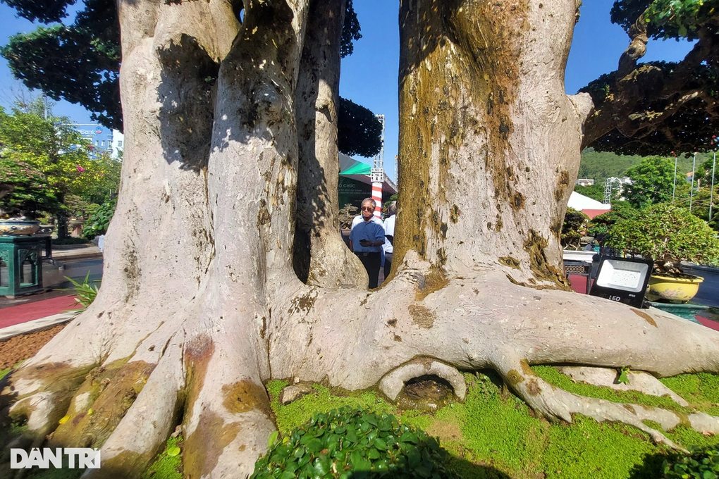 Cây duối được trả giá cả chục tỷ đồng, chủ chưa bán-2