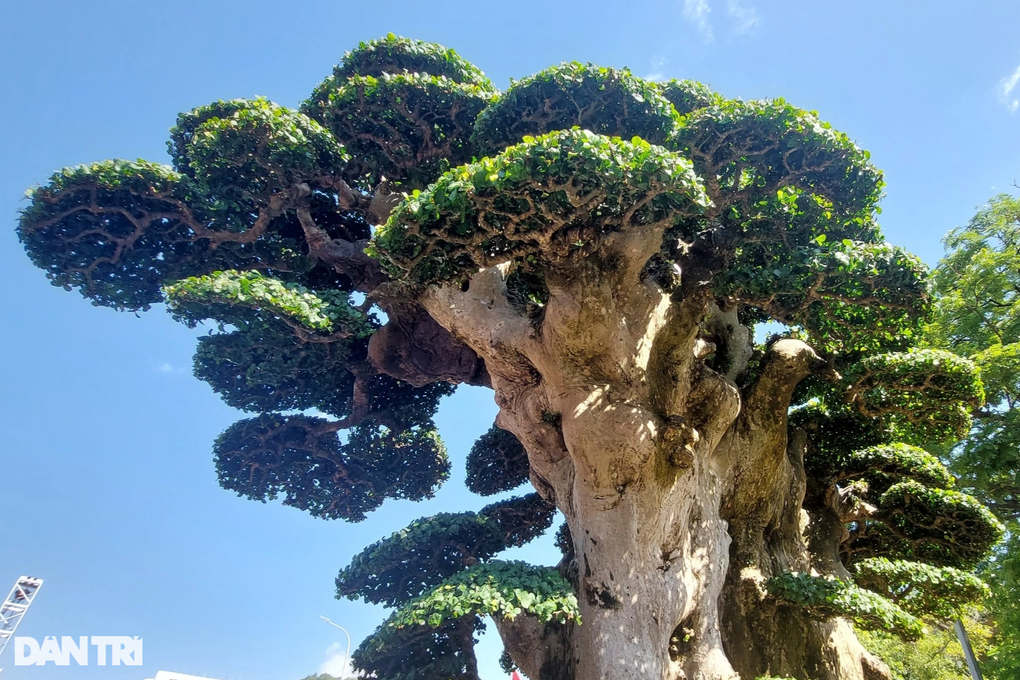 Cây duối được trả giá cả chục tỷ đồng, chủ chưa bán-3
