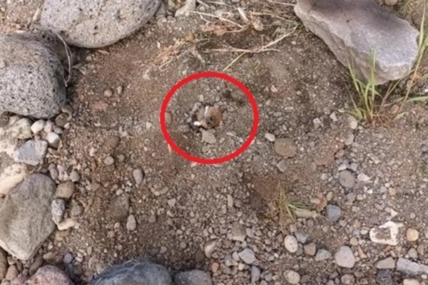 Chú chó đứng đợi ở nhà xác suốt 4 tháng mà không biết chủ nhân đã chết-3