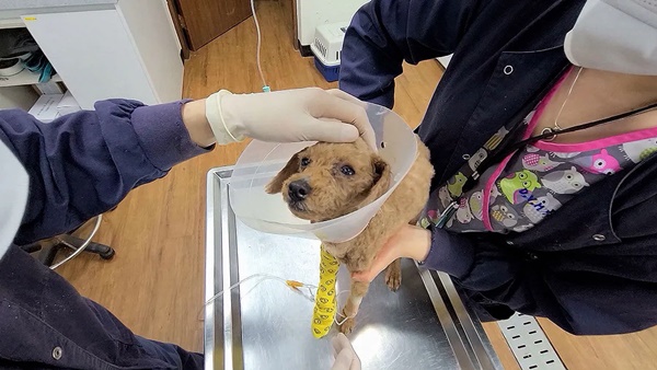 Nhẫn tâm chôn sống chú chó do chính mình nuôi, người phụ nữ Hàn Quốc chịu án nửa năm tù-2