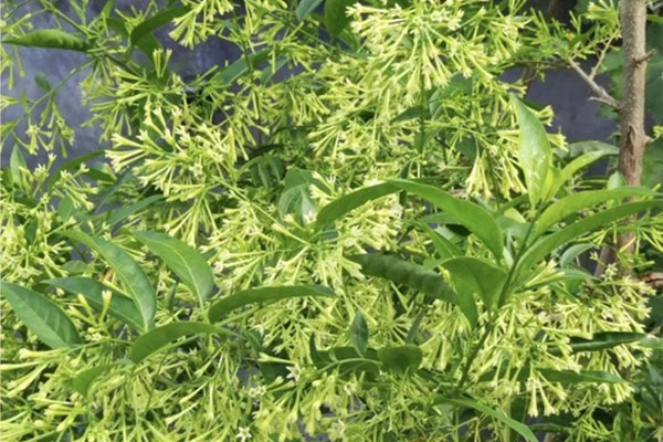 Nhà giàu đến mấy cũng không nên trồng những loại hoa này, cây càng tốt phong thủy càng xấu, hại sức khỏe-1