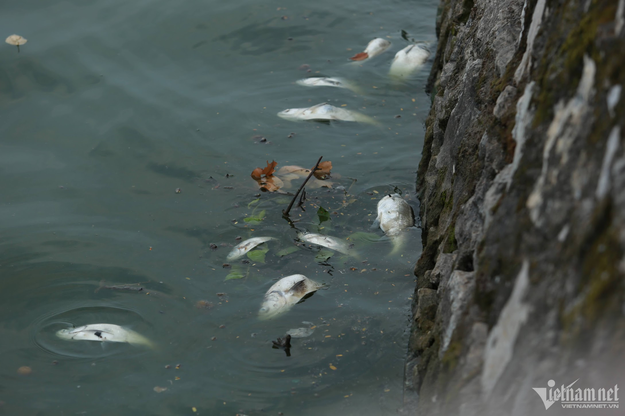 Cá chết nổi trắng mặt hồ Tây, bốc mùi hôi thối-1