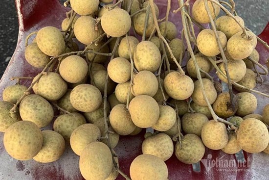 Hàng giá rẻ la liệt chợ, dân sành ăn lại về tận vườn tìm loại nhãn đắt đỏ