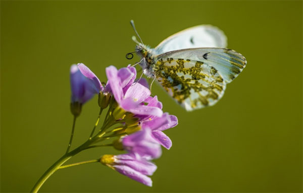 Tử vi tuần mới 28/8 - 3/9/2023: Tuổi Dần vận trình khởi sắc, tuổi Ngọ đào hoa rực rỡ-2