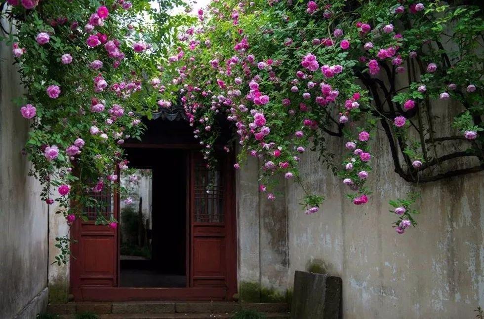 Nhà giàu không trồng 3 cây cảnh này, hoa càng thịnh sức khỏe càng yếu, phong thủy càng xấu-1