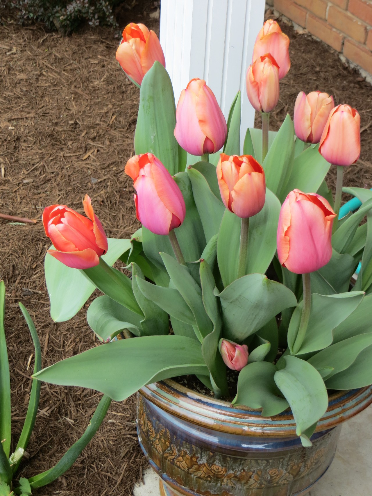 Nhà giàu không trồng 3 cây cảnh này, hoa càng thịnh sức khỏe càng yếu, phong thủy càng xấu-6