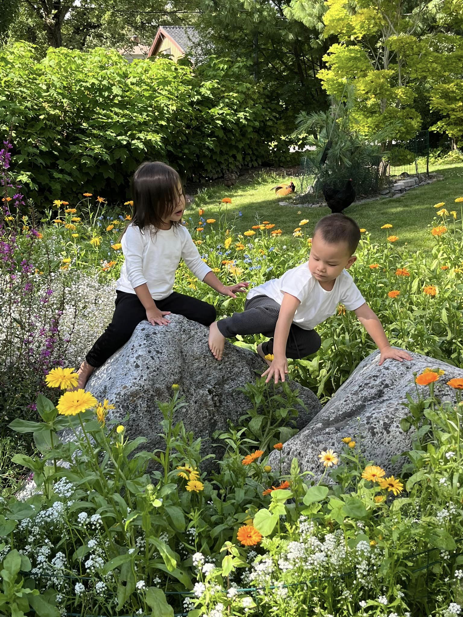 Vườn nhà bố mẹ chồng Hồ Ngọc Hà ở Thụy Điển: Cây ăn trái trĩu cành, Leon - Lisa tha hồ hái quả-5