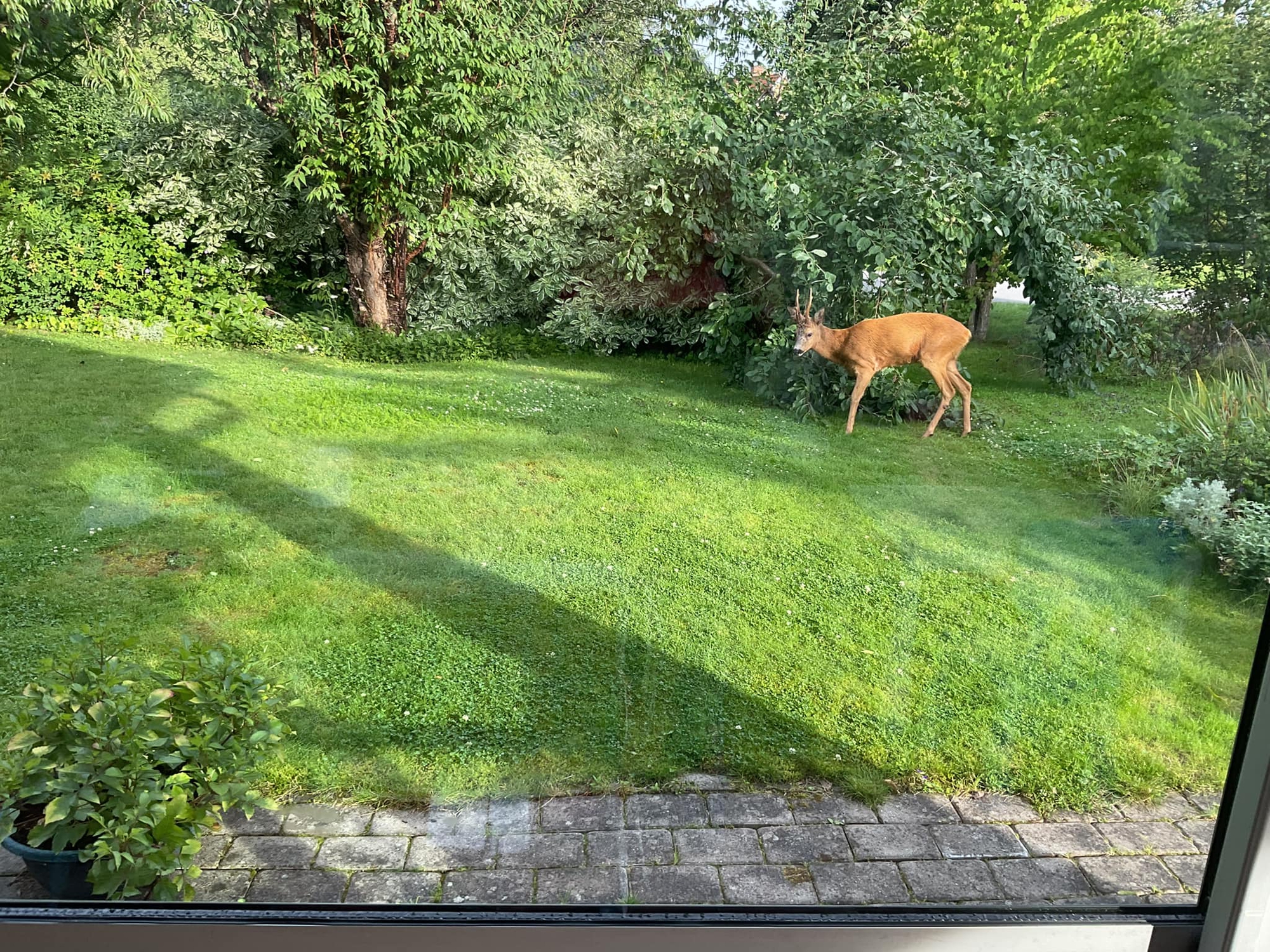 Vườn nhà bố mẹ chồng Hồ Ngọc Hà ở Thụy Điển: Cây ăn trái trĩu cành, Leon - Lisa tha hồ hái quả-6