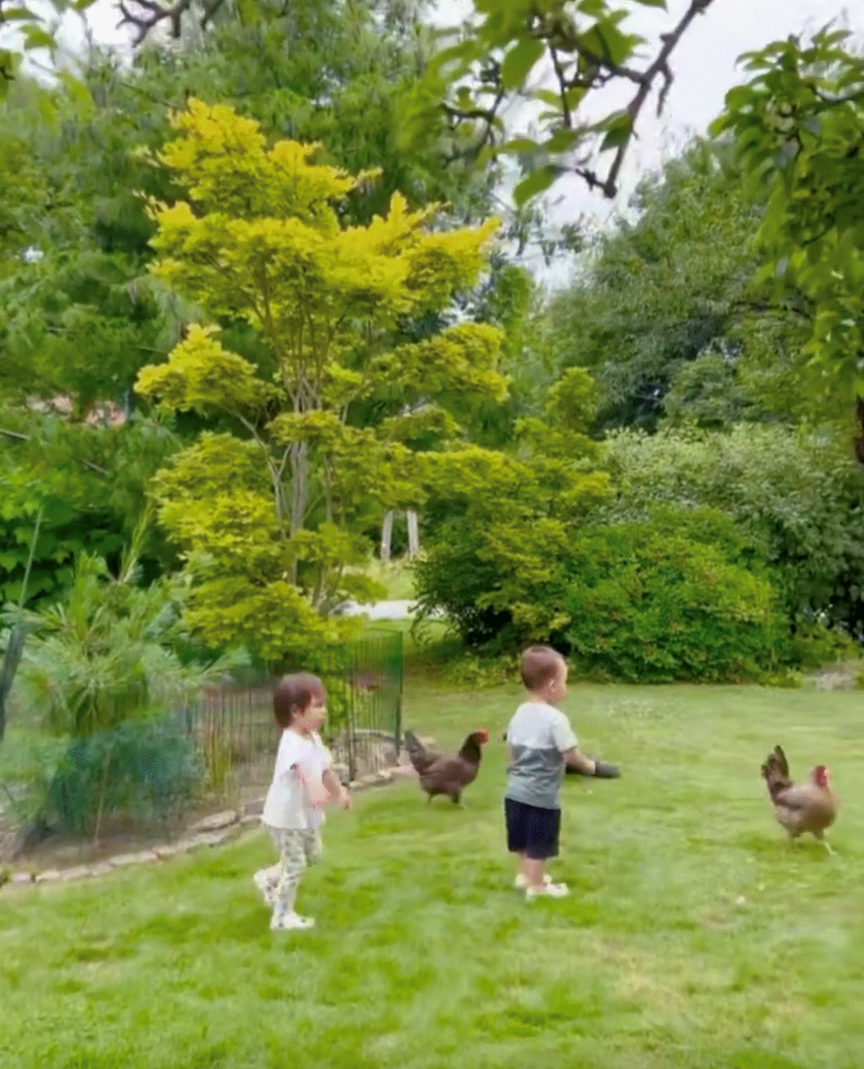 Vườn nhà bố mẹ chồng Hồ Ngọc Hà ở Thụy Điển: Cây ăn trái trĩu cành, Leon - Lisa tha hồ hái quả-7