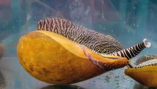 Mua ốc về nhậu, người đàn ông bất ngờ đổi đời nhờ nhặt được vật lạ màu cam-2