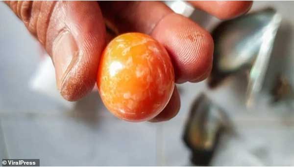 Mua ốc về nhậu, người đàn ông bất ngờ đổi đời nhờ nhặt được vật lạ màu cam-3