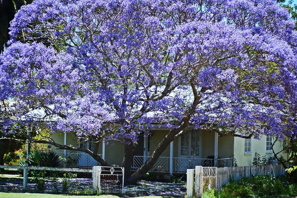 Phủ kín sân nhà một bầu trời mơ mộng với cây cảnh đẹp kinh ngạc, giúp gia đình mở rộng tài lộc-6